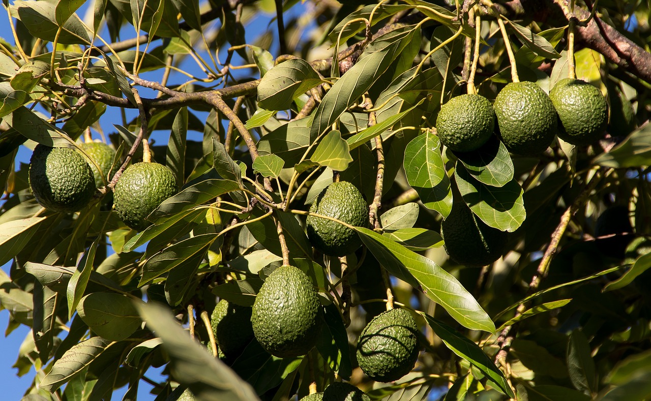 Avocado importers in Poland